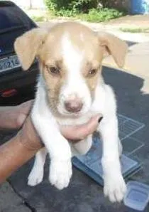 Cachorro raça SRD idade 2 a 6 meses nome sem nome