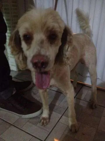 Cachorro ra a Poodle com cocker idade 2 anos nome Sem nome