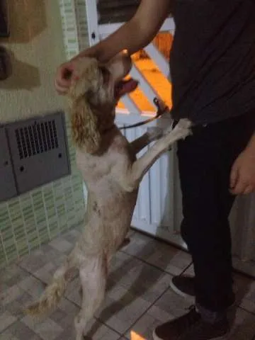 Cachorro ra a Poodle com cocker idade 2 anos nome Sem nome