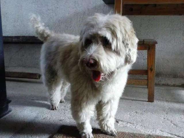 Cachorro ra a Poodle com cocker idade 2 anos nome Sem nome