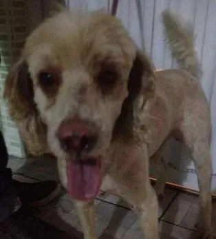 Cachorro ra a Poodle com cocker idade 2 anos nome Sem nome