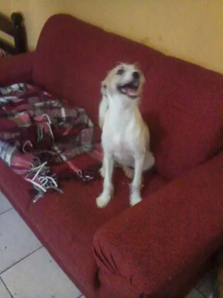 Cachorro ra a Fox Terrier idade 7 a 11 meses nome Ayla