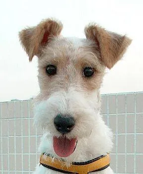 Cachorro raça Fox Terrier idade 7 a 11 meses nome Ayla