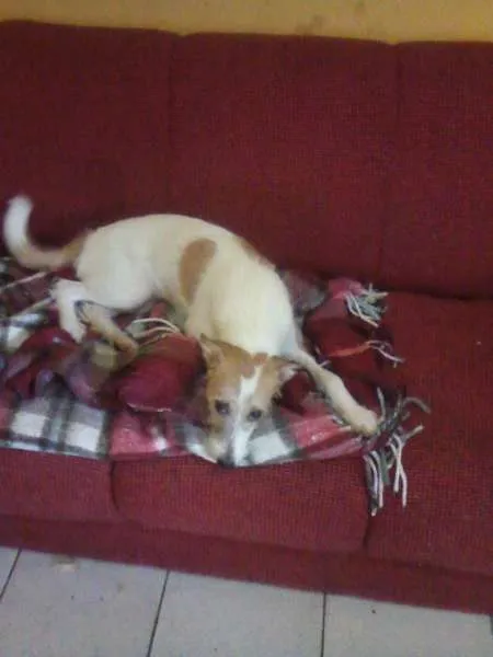 Cachorro ra a Fox Terrier idade 7 a 11 meses nome Ayla