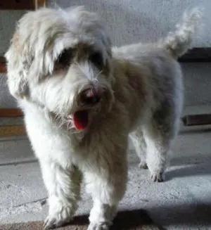 Cachorro raça Poodle com cocker idade 2 anos nome Sem nome