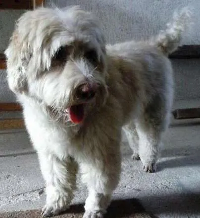 Cachorro ra a Poodle com cocker idade 2 anos nome Sem nome