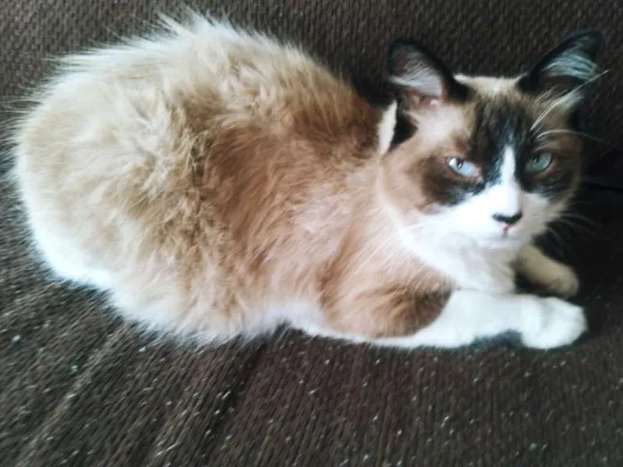 Gato raça mestiça siamês idade 3 anos nome Mia Maria