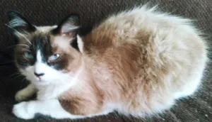 Gato raça mestiça siamês idade 3 anos nome Mia Maria