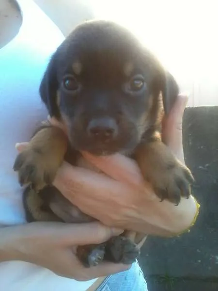 Cachorro ra a Vira-latas idade 2 a 6 meses nome Fofuras