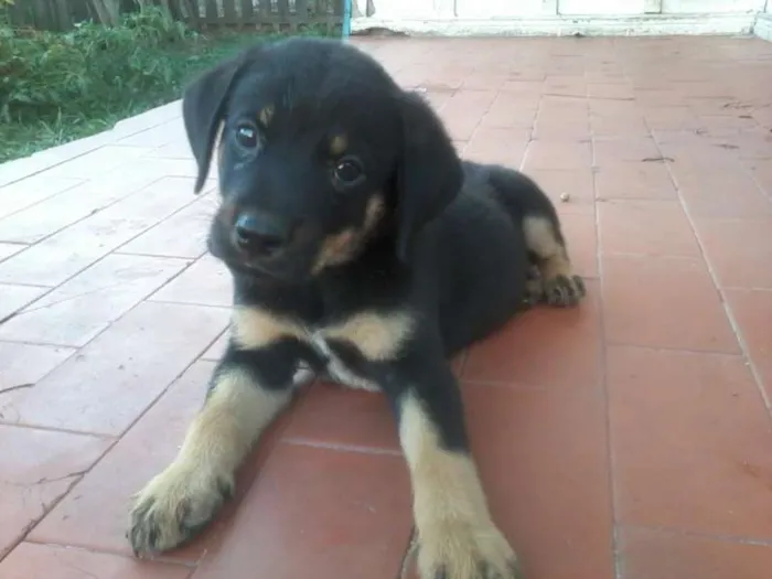 Cachorro ra a Vira-latas idade 2 a 6 meses nome Fofuras