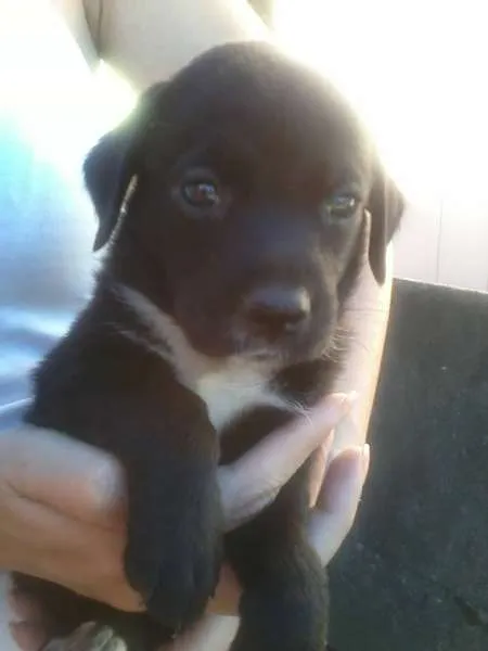 Cachorro ra a Vira-latas idade 2 a 6 meses nome Fofuras