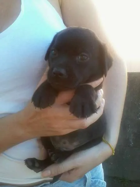 Cachorro ra a Vira-latas idade 2 a 6 meses nome Fofuras