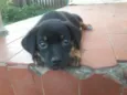 Fofuras