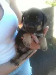 Fofuras