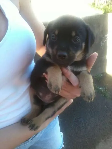Cachorro ra a Vira-latas idade 2 a 6 meses nome Fofuras