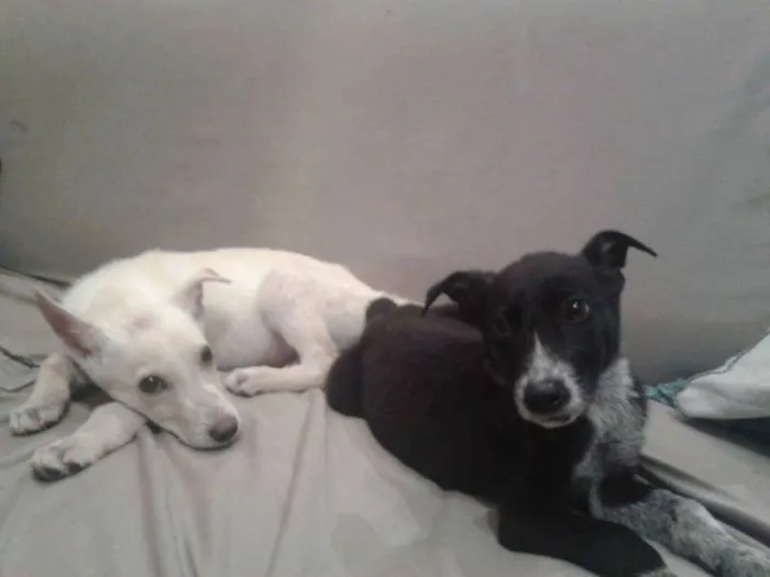 Cachorro ra a vira-lata idade 2 a 6 meses nome Feijão e Arroz