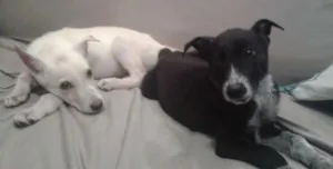 Cachorro raça vira-lata idade 2 a 6 meses nome Feijão e Arroz