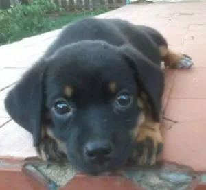 Cachorro raça Vira-latas idade 2 a 6 meses nome Fofuras