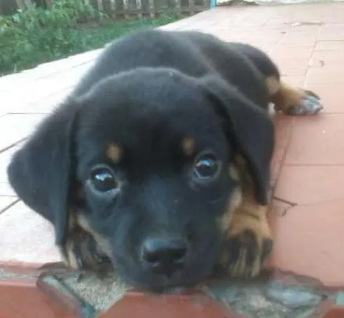 Cachorro ra a Vira-latas idade 2 a 6 meses nome Fofuras