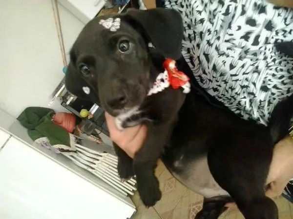 Cachorro ra a NÃO DEFINIDA idade 2 a 6 meses nome MEGUI