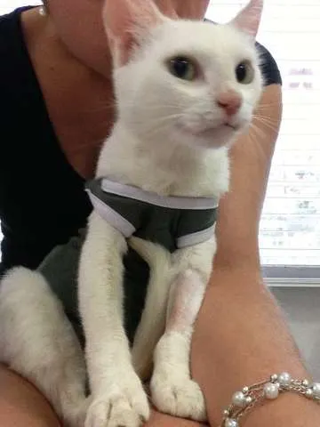 Gato ra a SRD idade 2 anos nome Gatinha