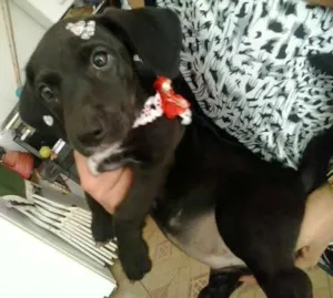 Cachorro raça NÃO DEFINIDA idade 2 a 6 meses nome MEGUI