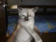 Branquinho, Branqui