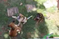Marla / Pingui e Preta