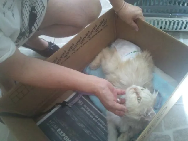 Gato ra a Persa idade 6 ou mais anos nome Dengoso
