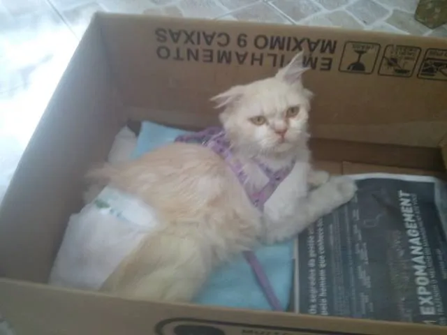 Gato ra a Persa idade 6 ou mais anos nome Dengoso