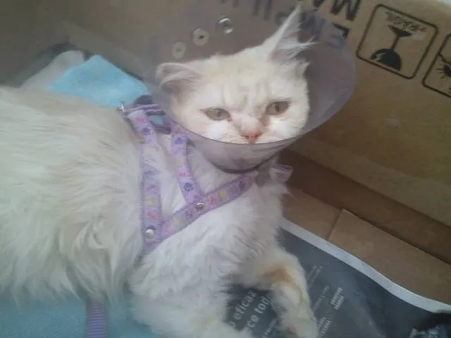 Gato ra a Persa idade 6 ou mais anos nome Dengoso