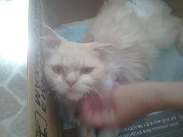 Gato ra a Persa idade 6 ou mais anos nome Dengoso