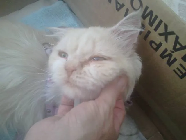 Gato ra a Persa idade 6 ou mais anos nome Dengoso
