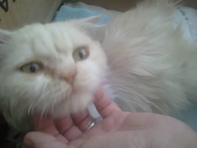 Gato ra a Persa idade 6 ou mais anos nome Dengoso