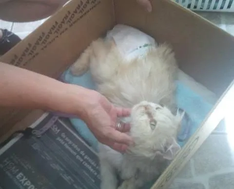 Gato ra a Persa idade 6 ou mais anos nome Dengoso