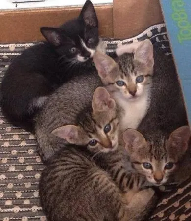 Gato ra a idade Abaixo de 2 meses nome Gatinhos Amados