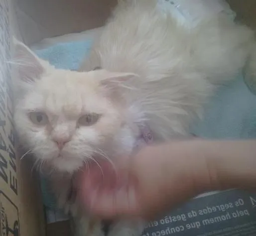 Gato ra a Persa idade 6 ou mais anos nome Dengoso