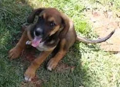 Cachorro ra a basse com vira lata idade 2 a 6 meses nome Marla / Pingui e Preta