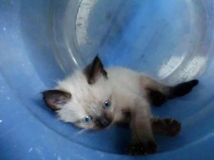 Gato ra a Siamês idade Abaixo de 2 meses nome Hugo