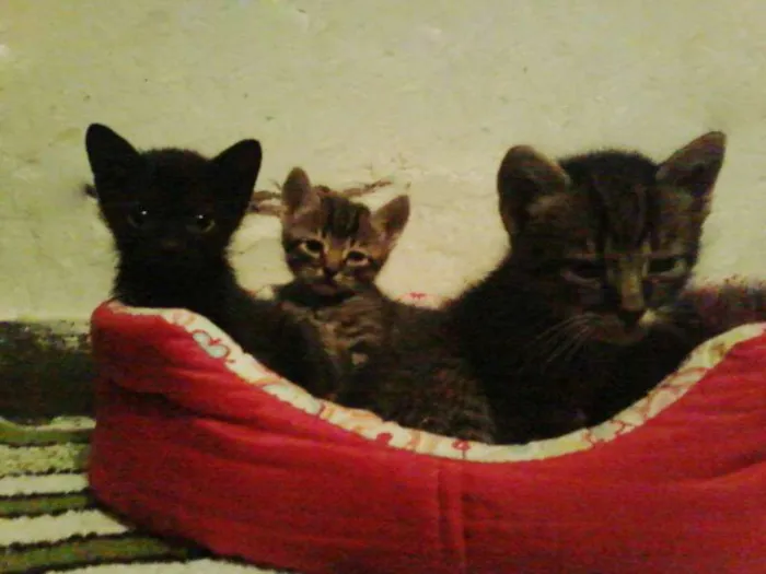 Gato raça SRD idade Abaixo de 2 meses nome Lindezas!!