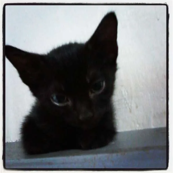 Gato raça SRD idade Abaixo de 2 meses nome Lindezas!!