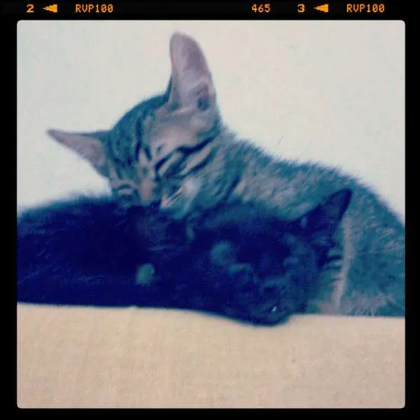 Gato raça SRD idade Abaixo de 2 meses nome Lindezas!!