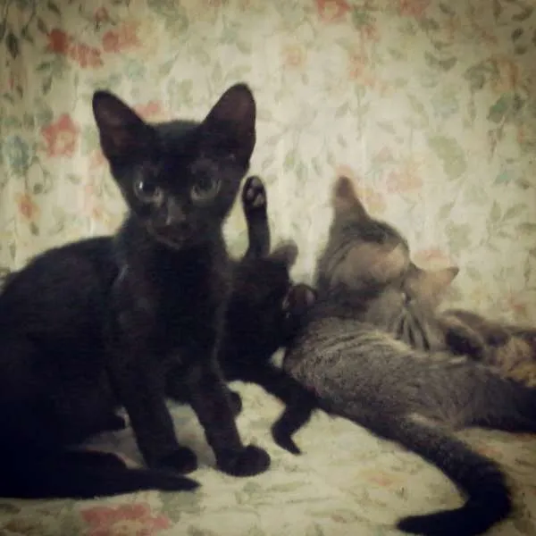 Gato raça SRD idade Abaixo de 2 meses nome Lindezas!!