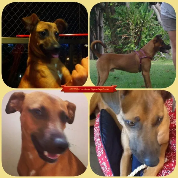 Cachorro ra a Vira lata idade 7 a 11 meses nome Sem nome