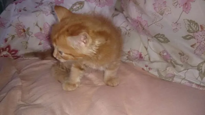 Gato ra a  idade Abaixo de 2 meses nome Vários