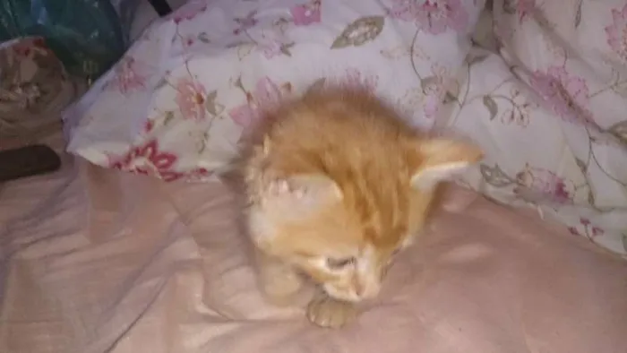 Gato ra a  idade Abaixo de 2 meses nome Vários