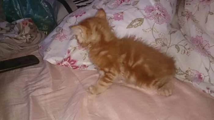 Gato ra a  idade Abaixo de 2 meses nome Vários