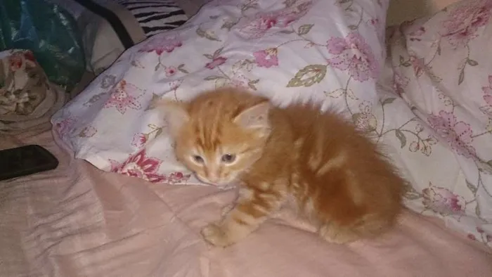 Gato ra a  idade Abaixo de 2 meses nome Vários