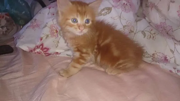 Gato ra a  idade Abaixo de 2 meses nome Vários