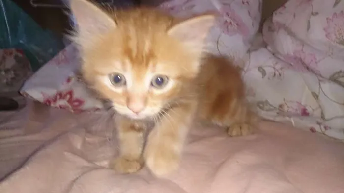 Gato ra a  idade Abaixo de 2 meses nome Vários